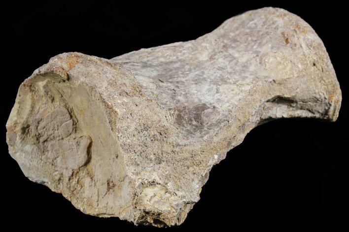Mosasaur (Platecarpus) Dorsal Vertebra - Kansas #73703